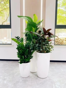 寻找宁波余姚专业植物租赁，装点你的世界